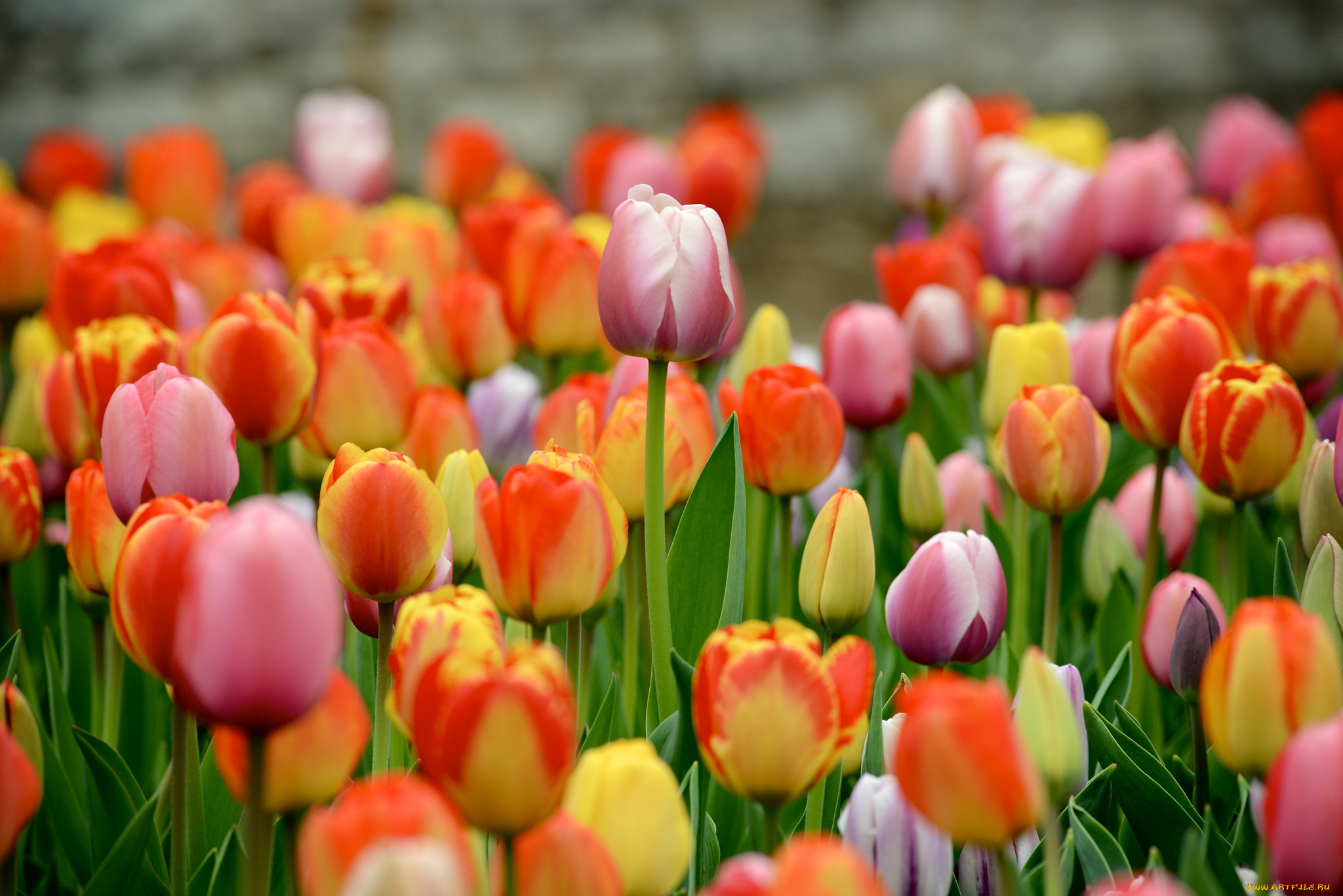 Тюльпаны картинки хорошего качества. Цветы тюльпаны. Тюльпаны разноцветные. Весенние тюльпаны. Яркие тюльпаны.